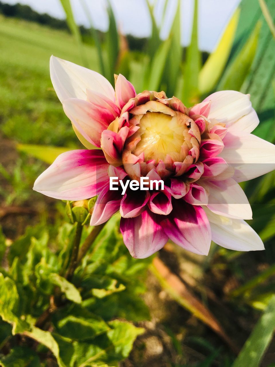 Close-up of pink flower