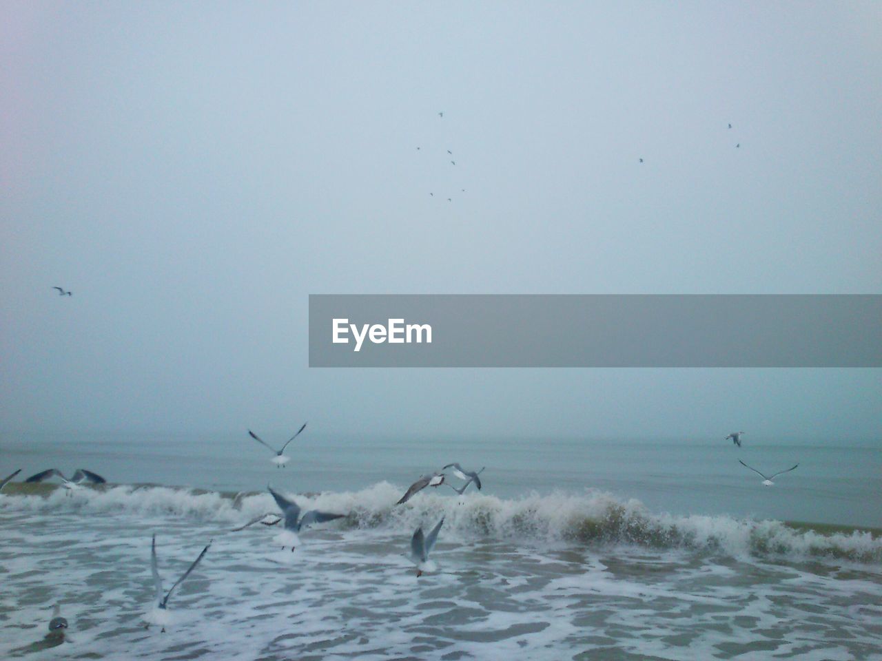 Seagulls flying over black sea against clear sky