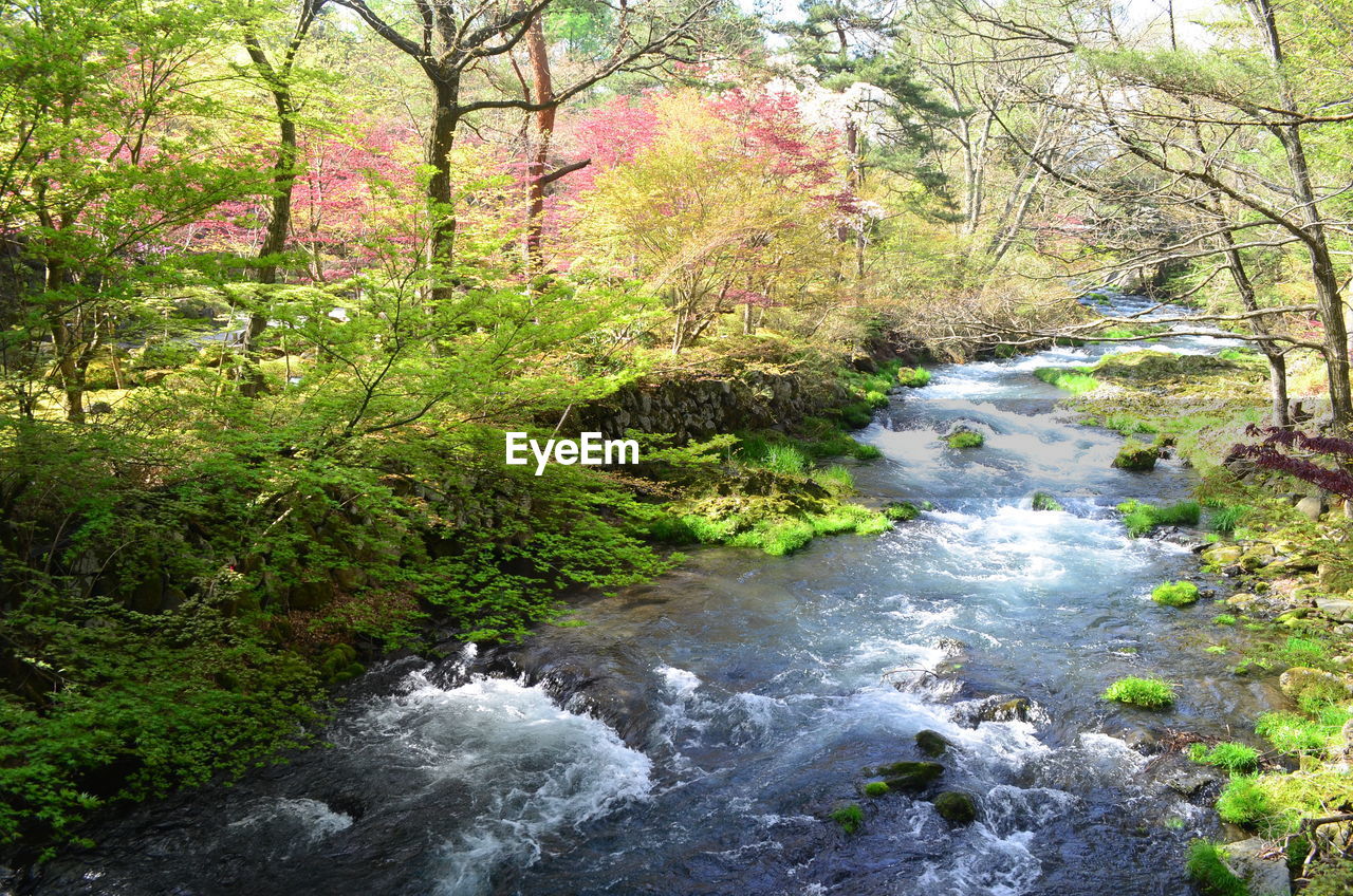 River flowing amidst trees in forest