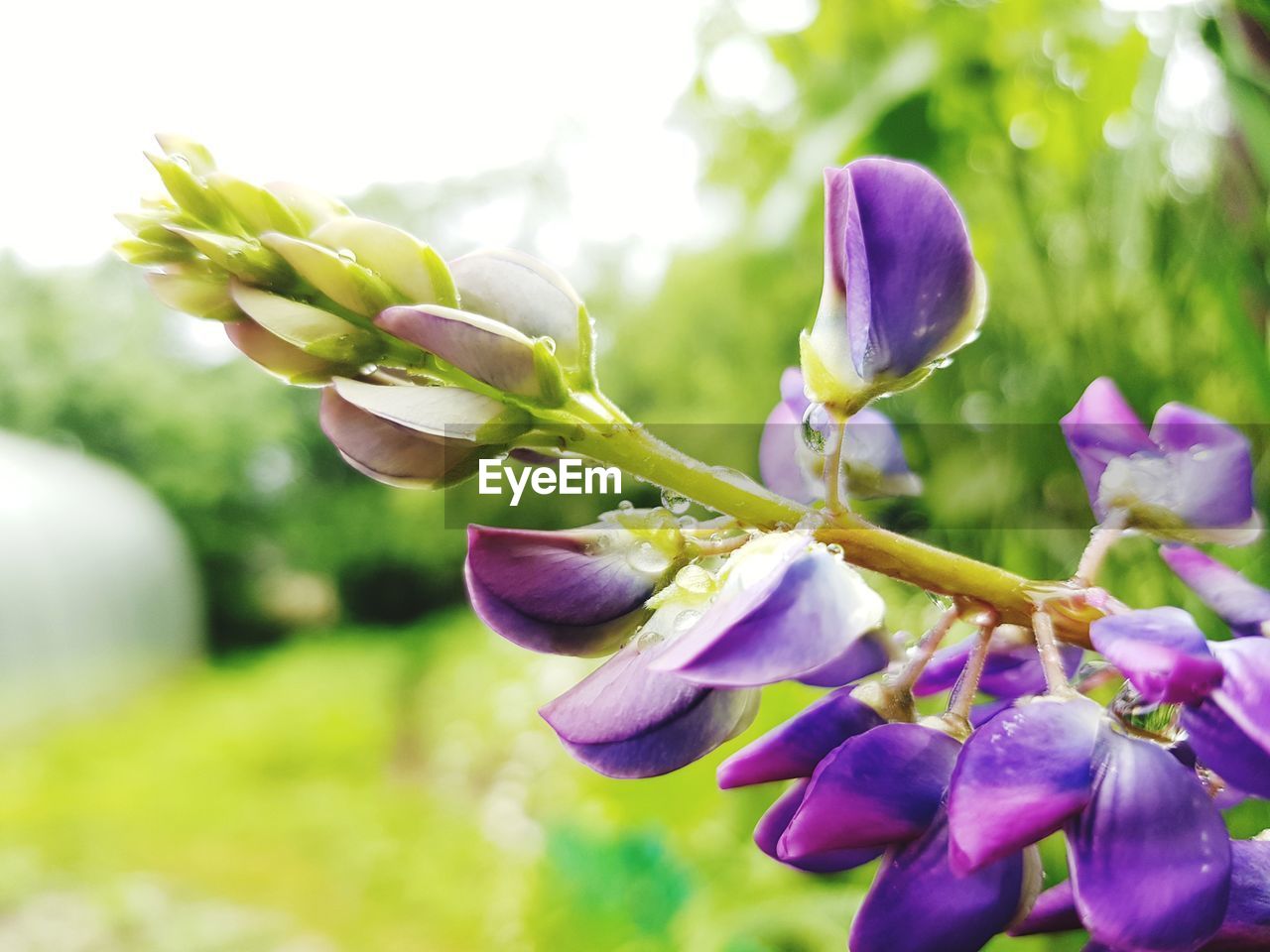 Close-up of purple flowering plant