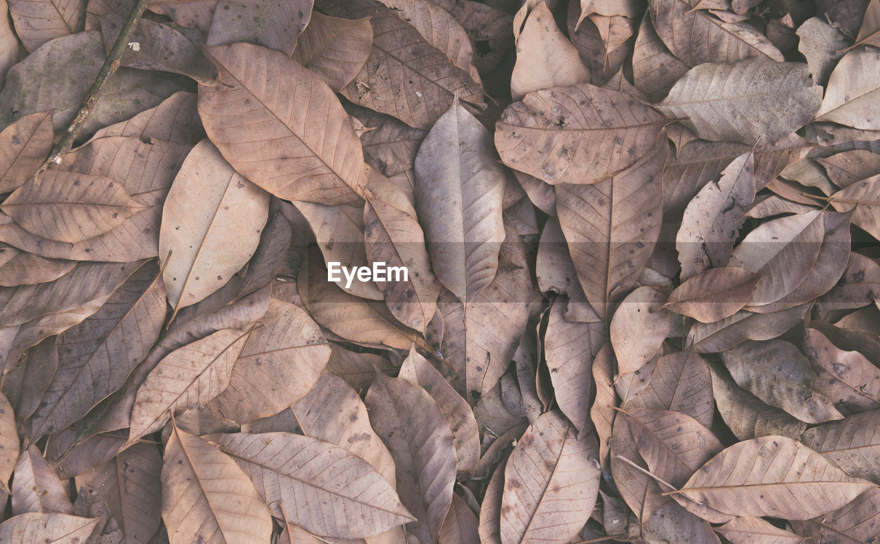 Full frame shot of dried leaves on field