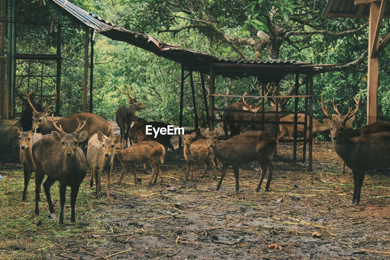 SHEEP IN FOREST