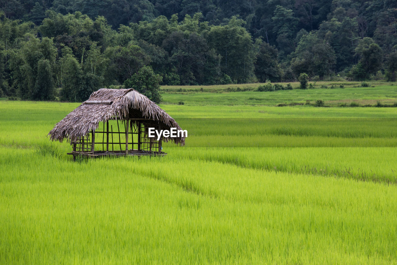 Rice filed in putao, kachin state, myanmar