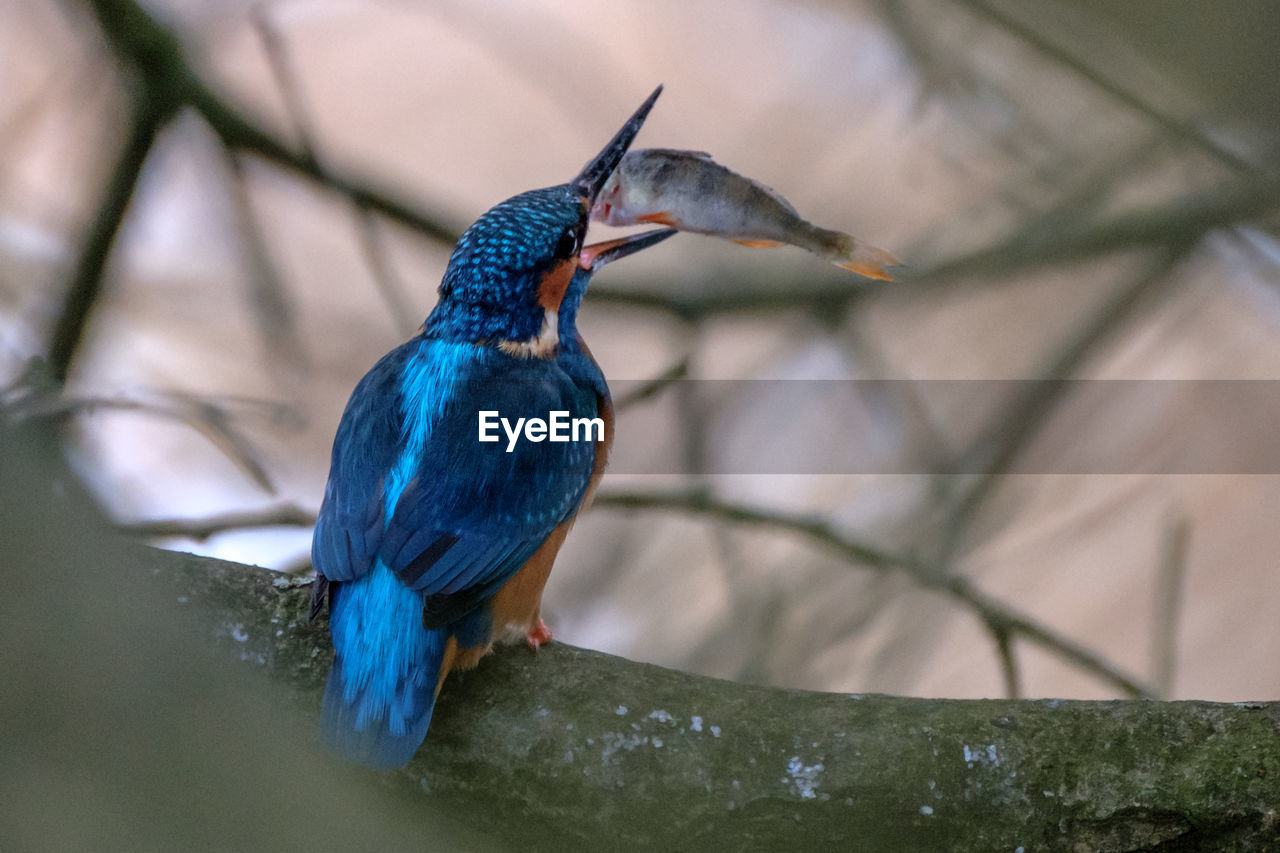 CLOSE-UP OF A BIRD PERCHING ON A BRANCH