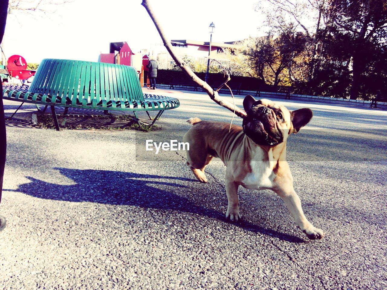 Close-p of french bulldog carrying stick on road