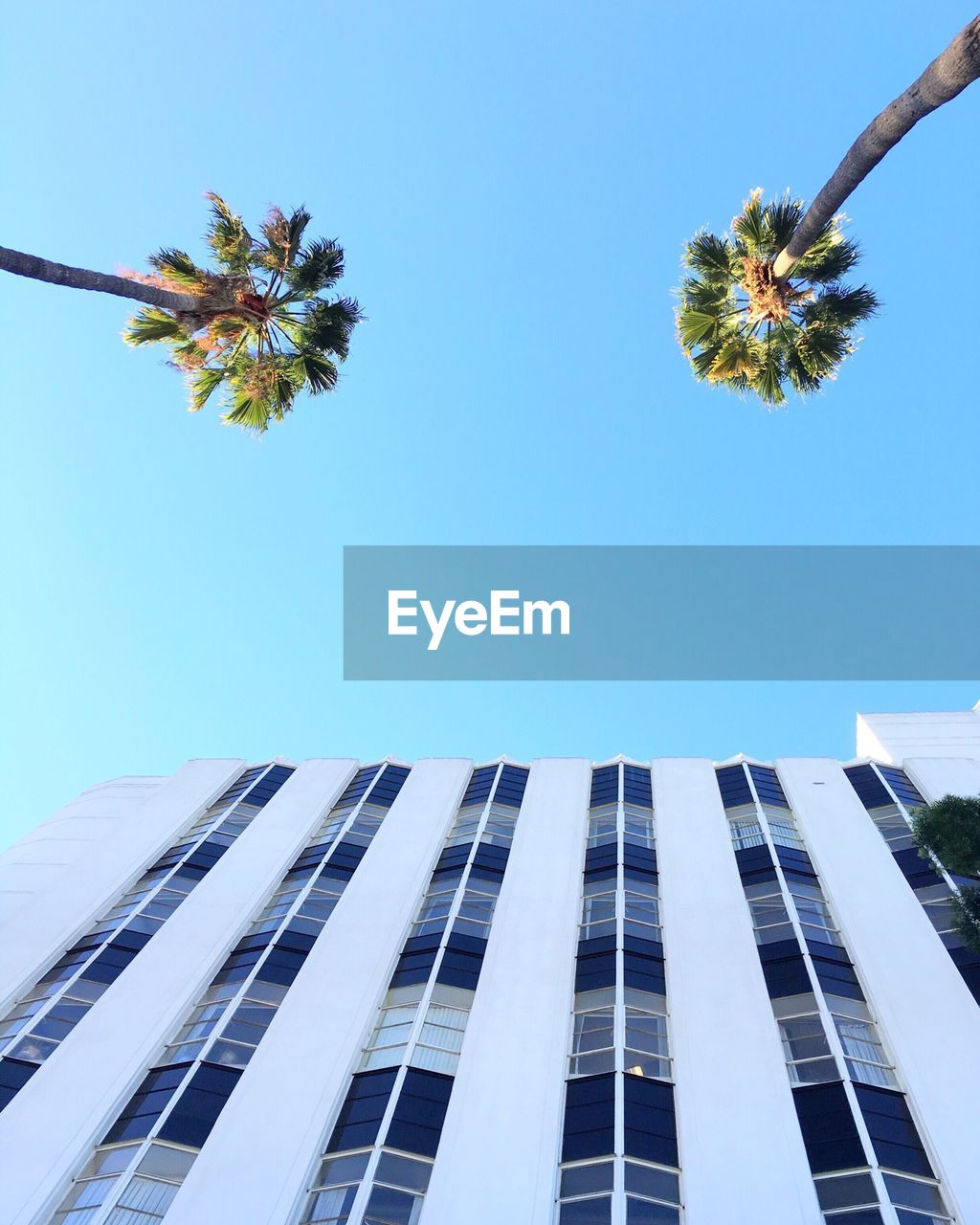 High angle view of coconut palm trees and modern building against clear blue sky