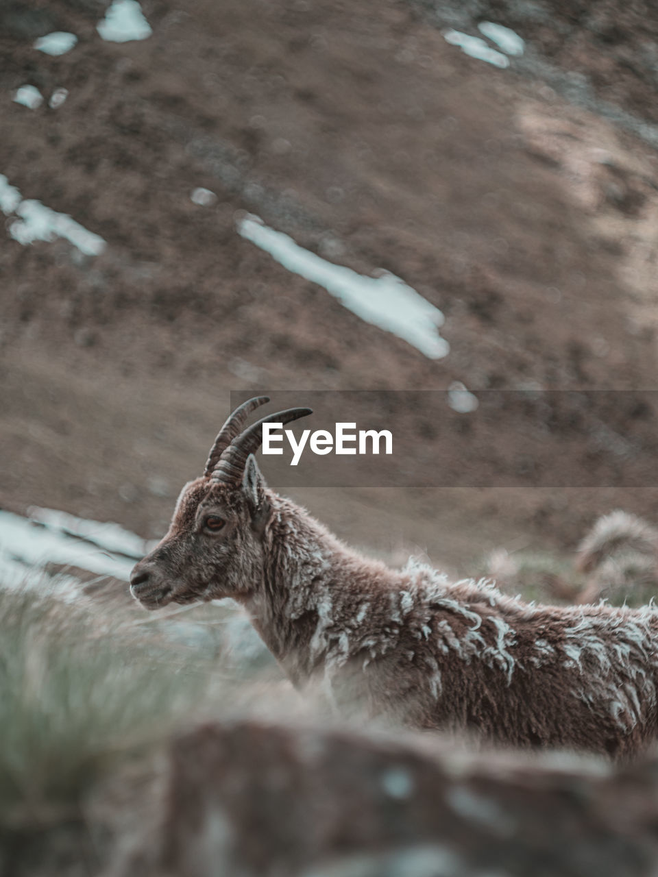 View of ibex on land