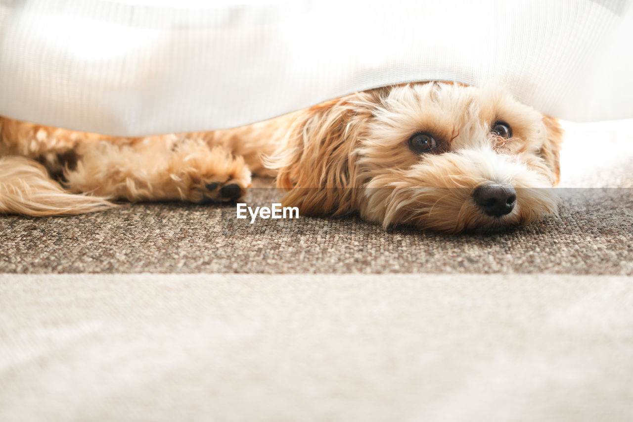 Portrait of dog relaxing on carpet