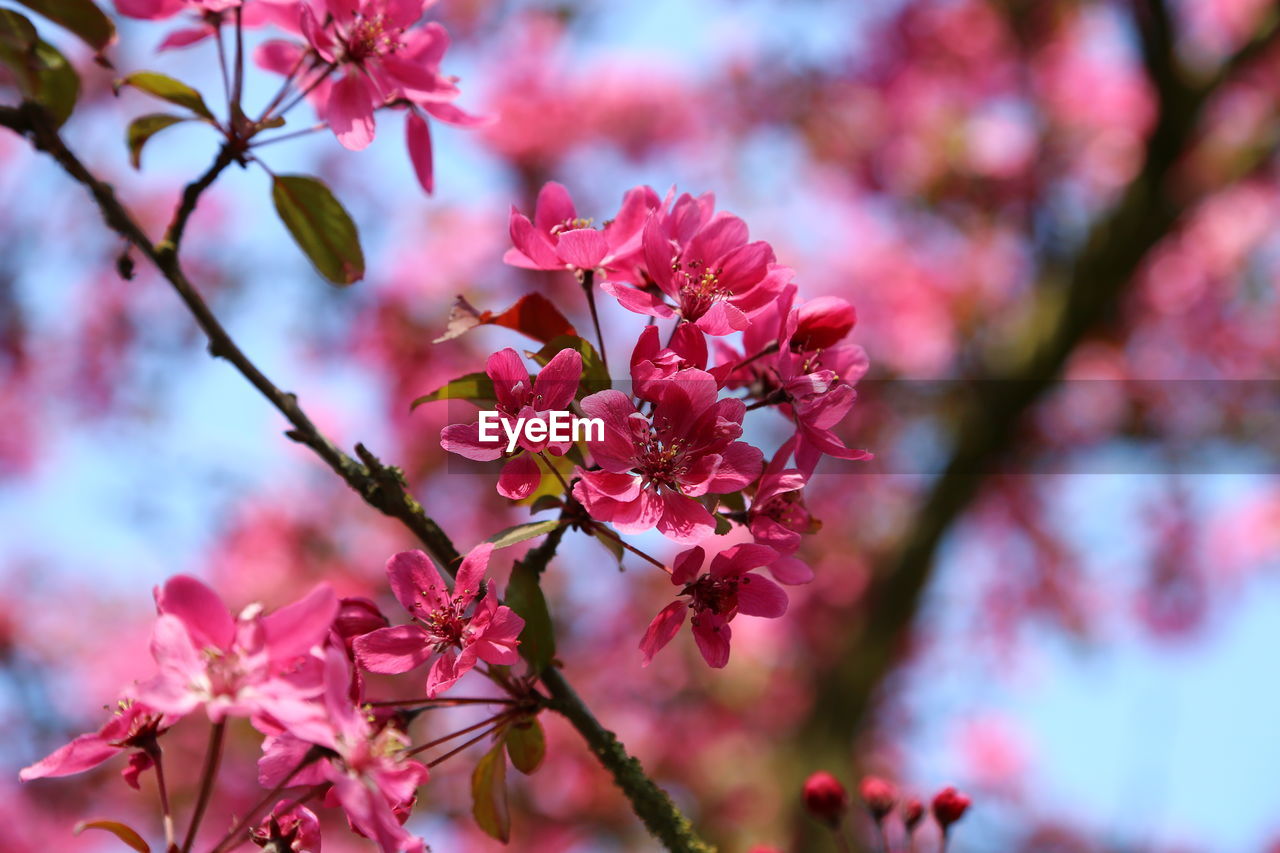 Close-up of pink cherry blossom