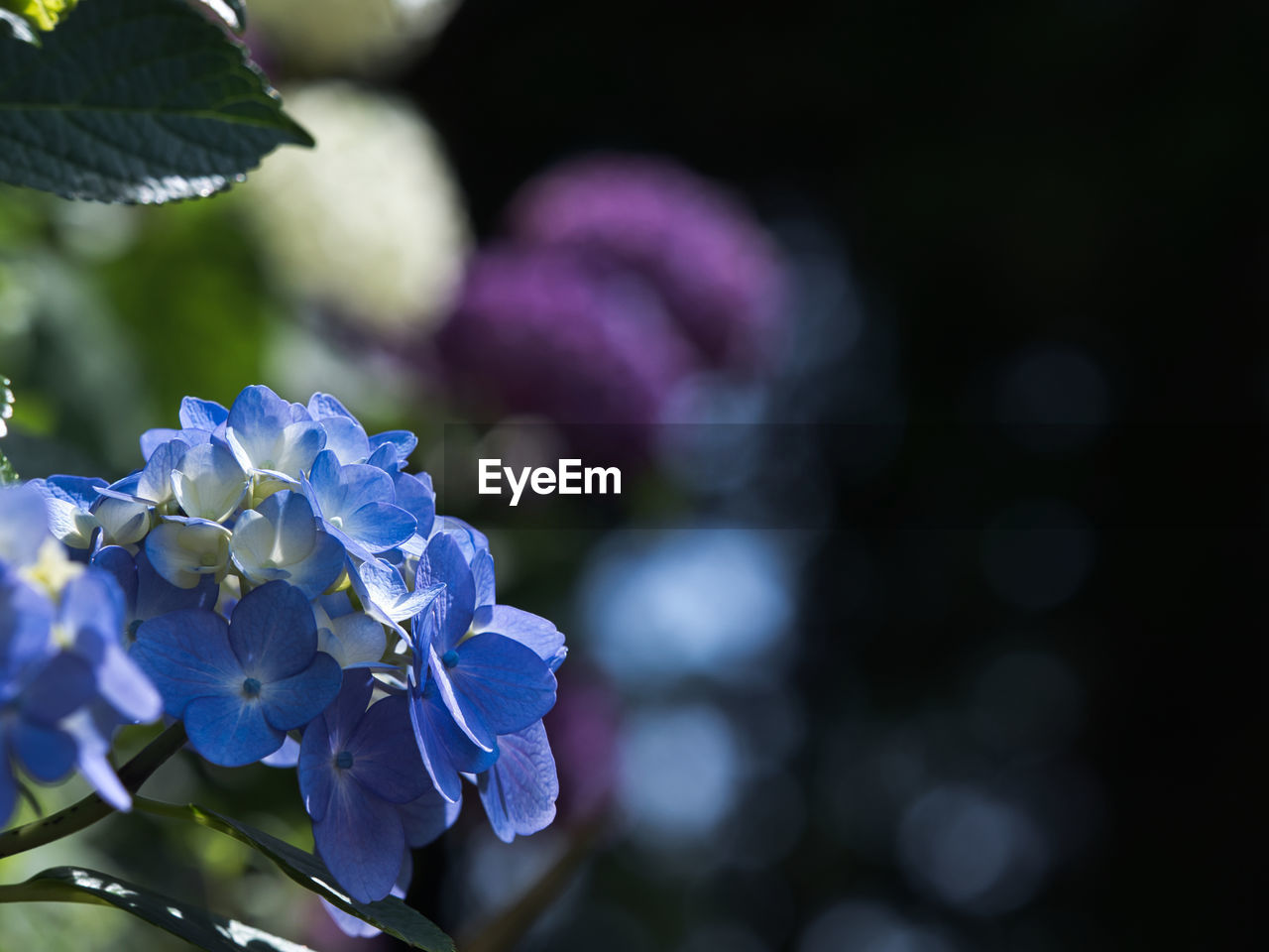 flower, plant, flowering plant, blue, beauty in nature, freshness, nature, purple, macro photography, close-up, growth, plant part, blossom, leaf, petal, fragility, focus on foreground, inflorescence, lilac, flower head, no people, outdoors, springtime, hydrangea, botany, selective focus, summer, food and drink