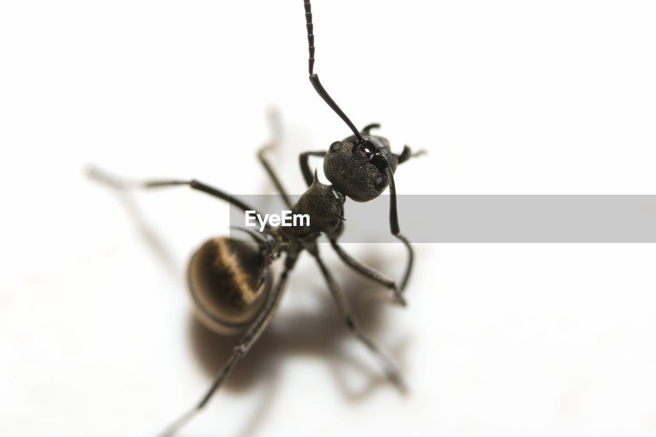 Macro shot of black ant on white background