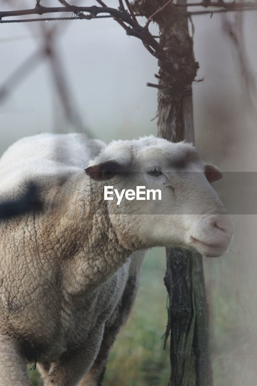 Sheep in the pasture between vines