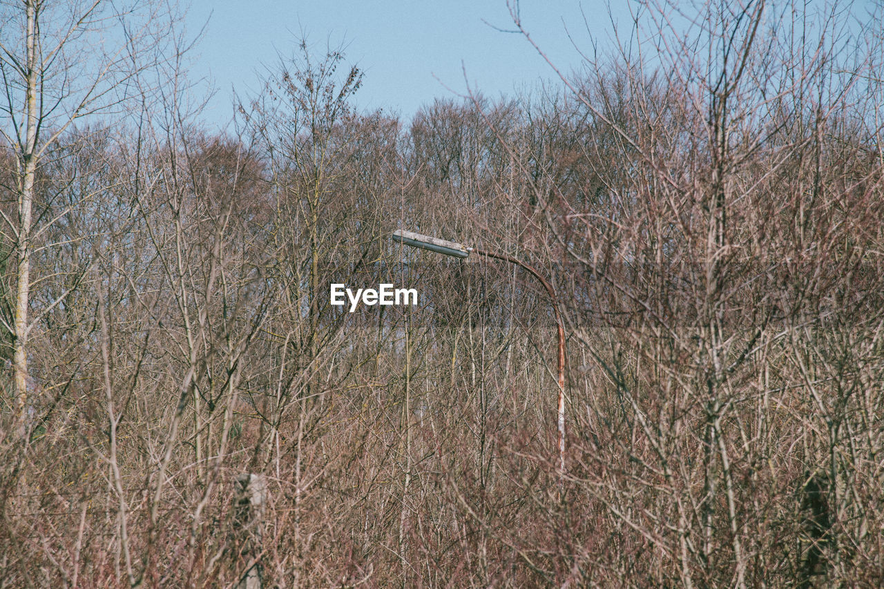 VIEW OF BARE TREES IN FIELD