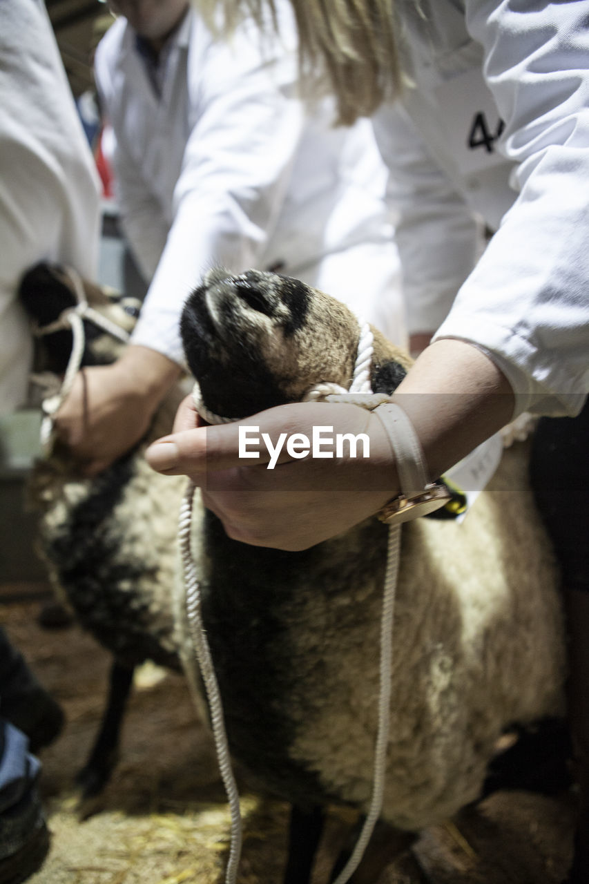 Midsection of woman holding sheep