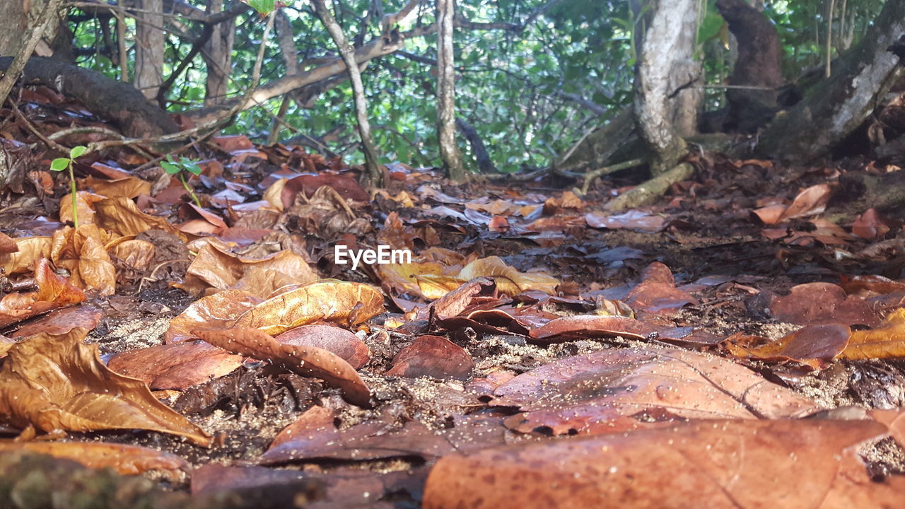 Low angle view of trees in forest