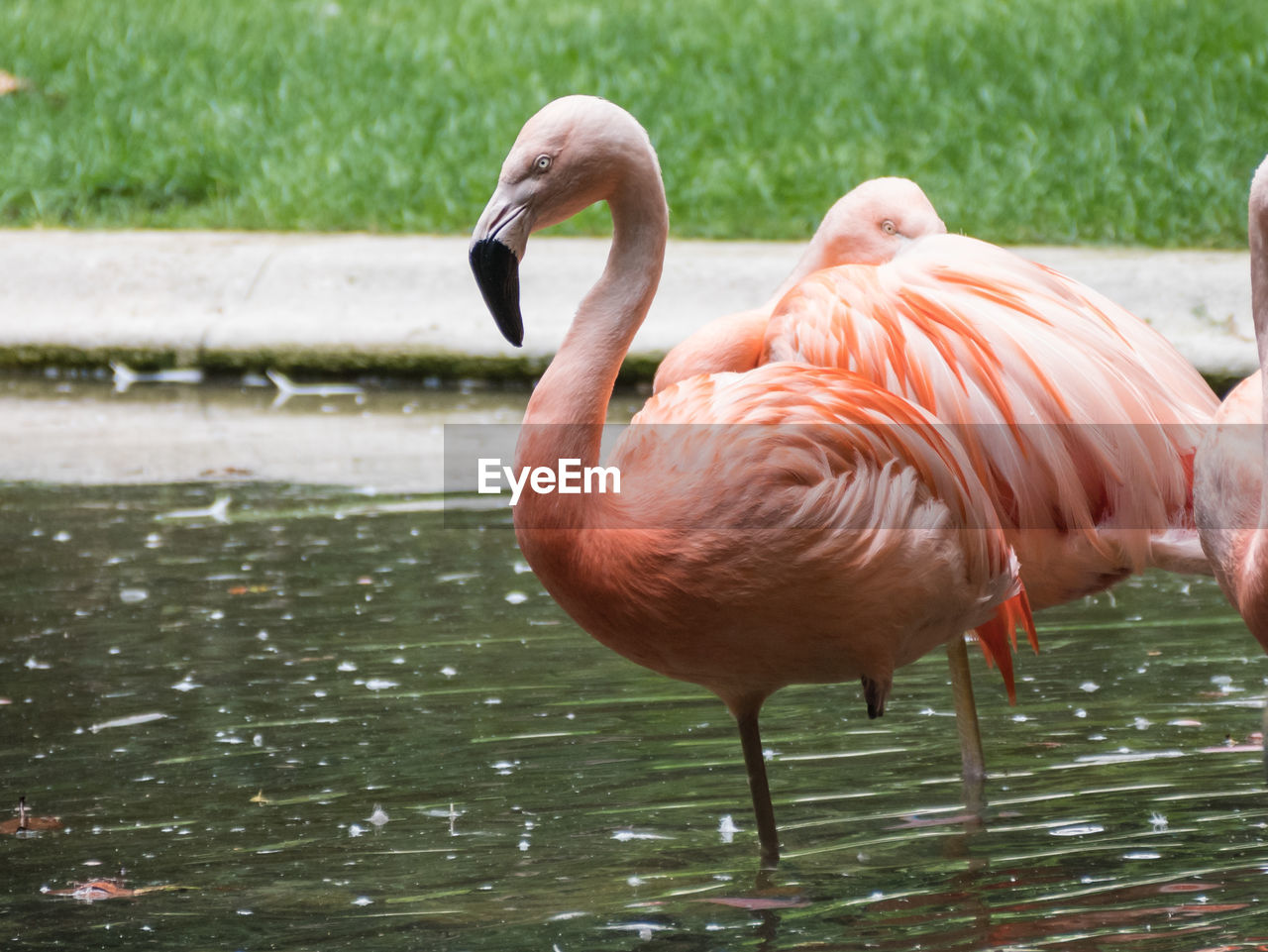 Greater flamingo drinking water in lake