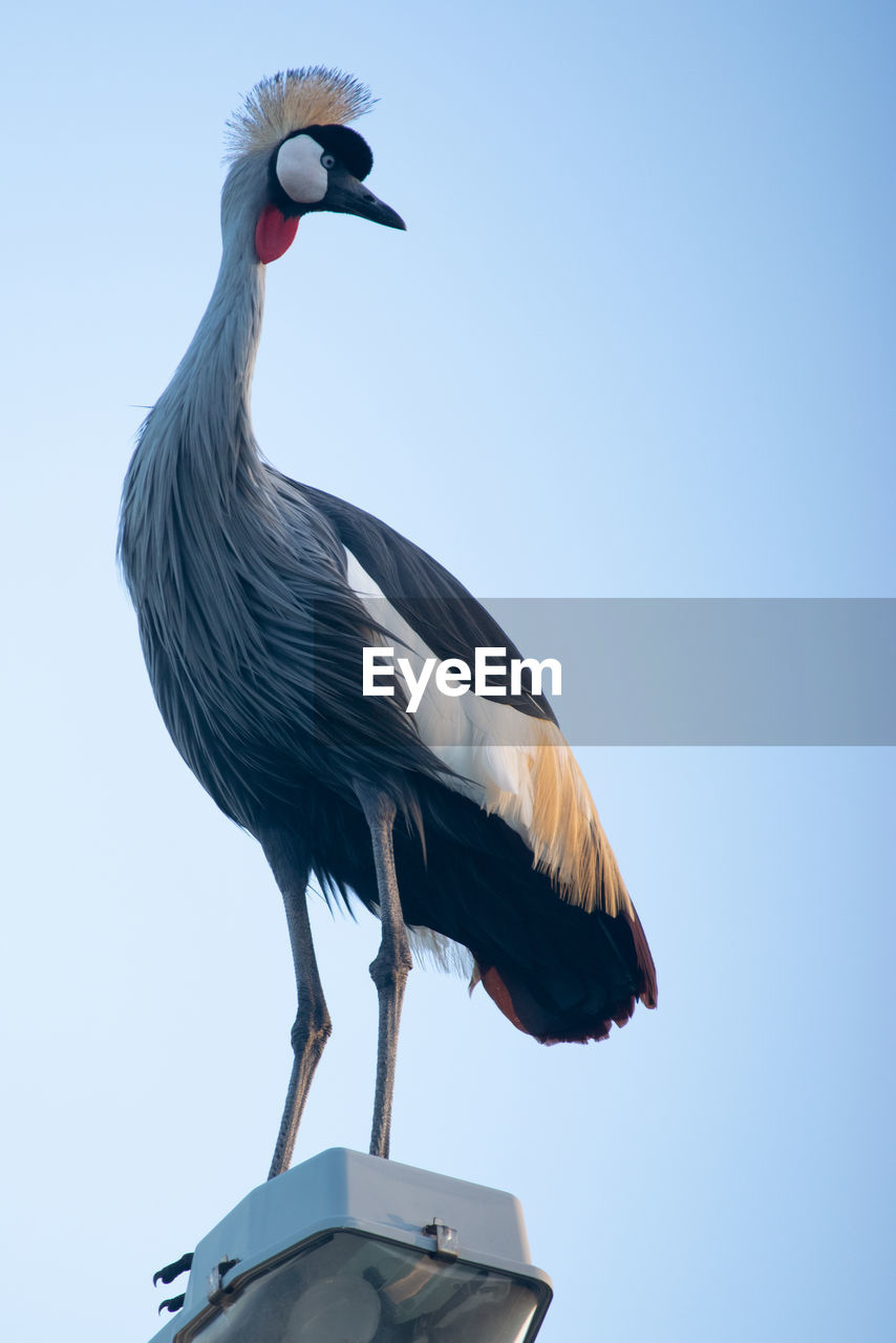 A crowned crane, or mahem, on a lamp post