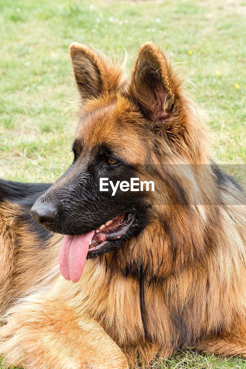 CLOSE-UP OF A DOG LOOKING AT A HORSE