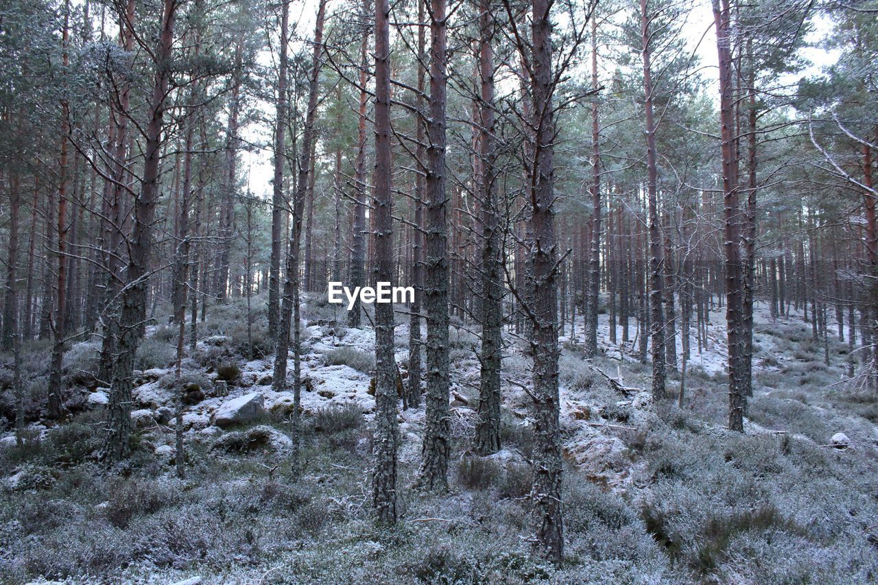 TREES IN WINTER FOREST