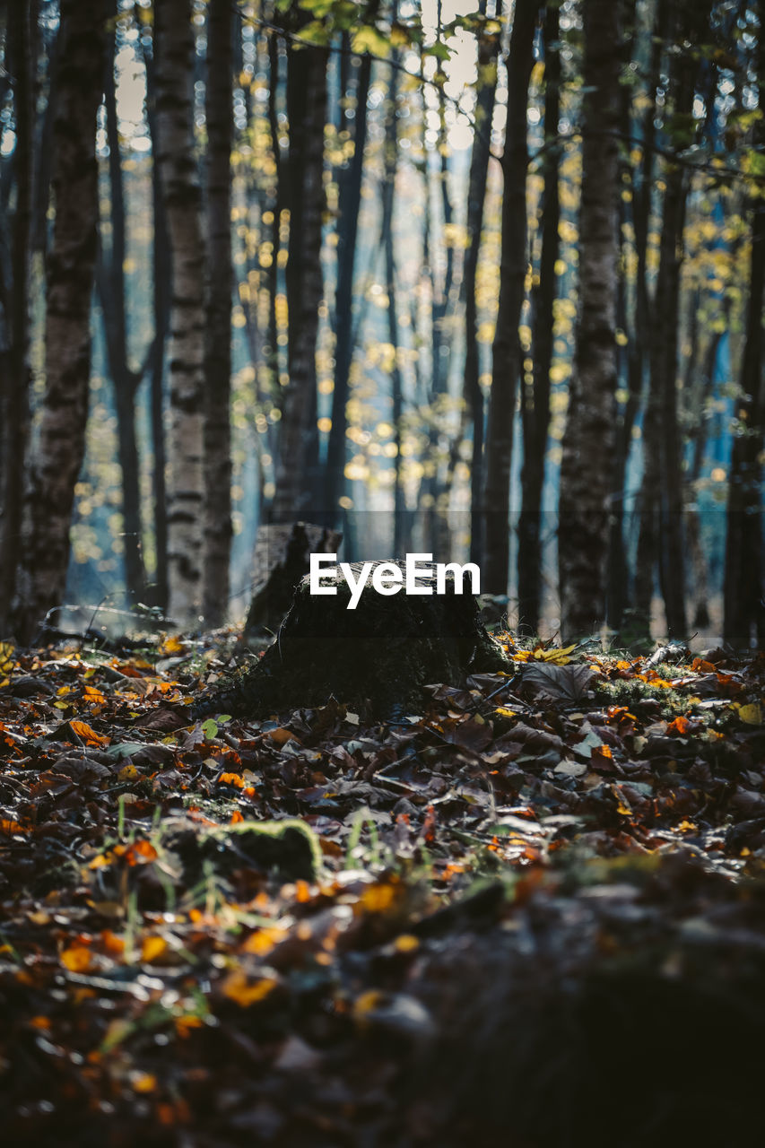 AUTUMN LEAVES ON TREE TRUNK