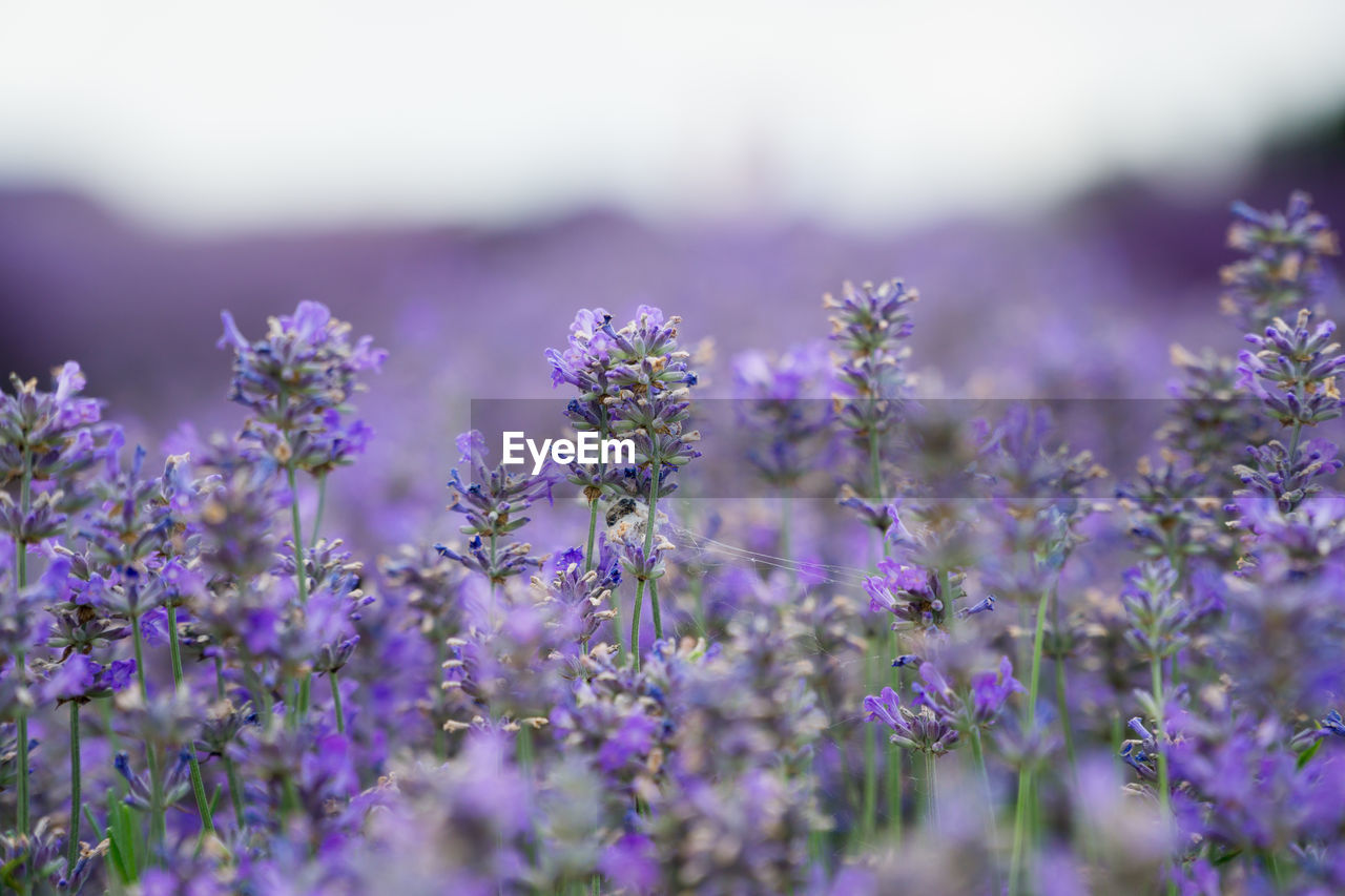 Close-up of purple flowering plants on field