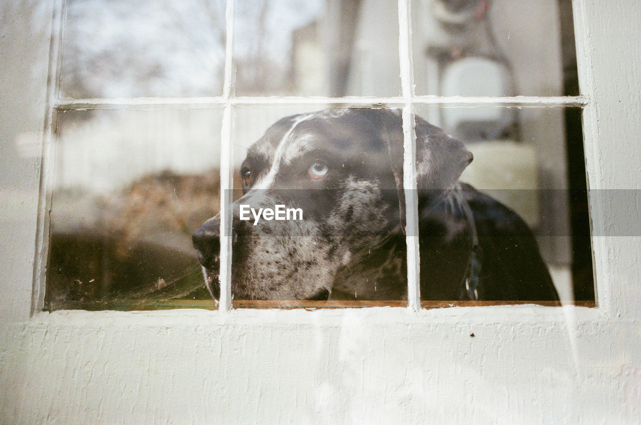 Close-up of dog in window