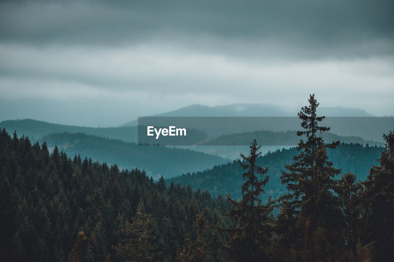 Scenic view of pine trees against sky