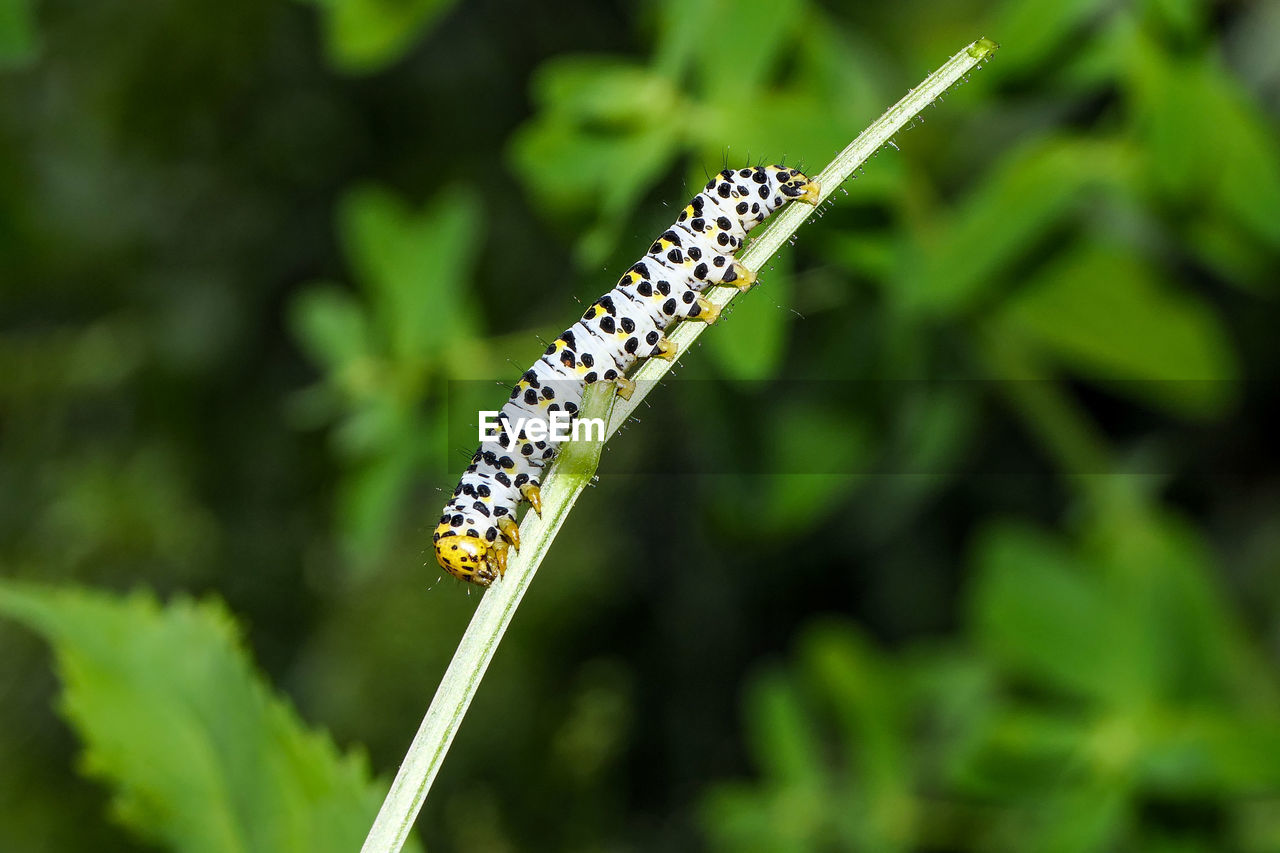 CLOSE-UP OF CATERPILLAR ON PLANT