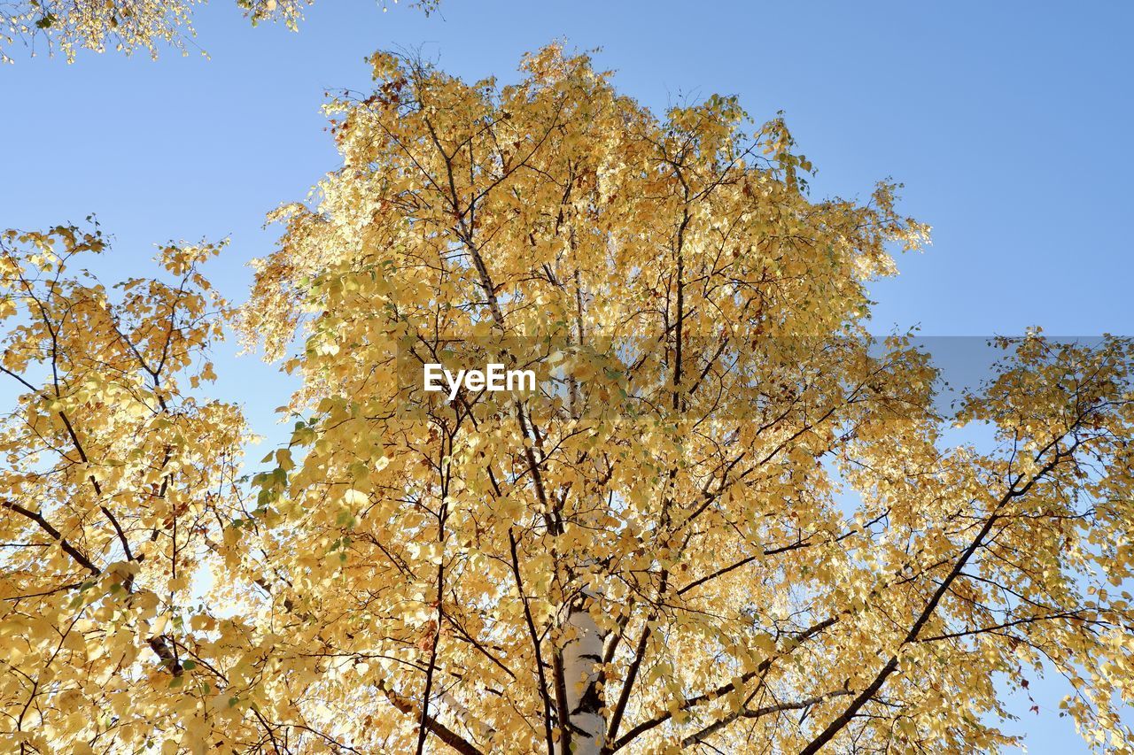 LOW ANGLE VIEW OF CHERRY BLOSSOM AGAINST SKY