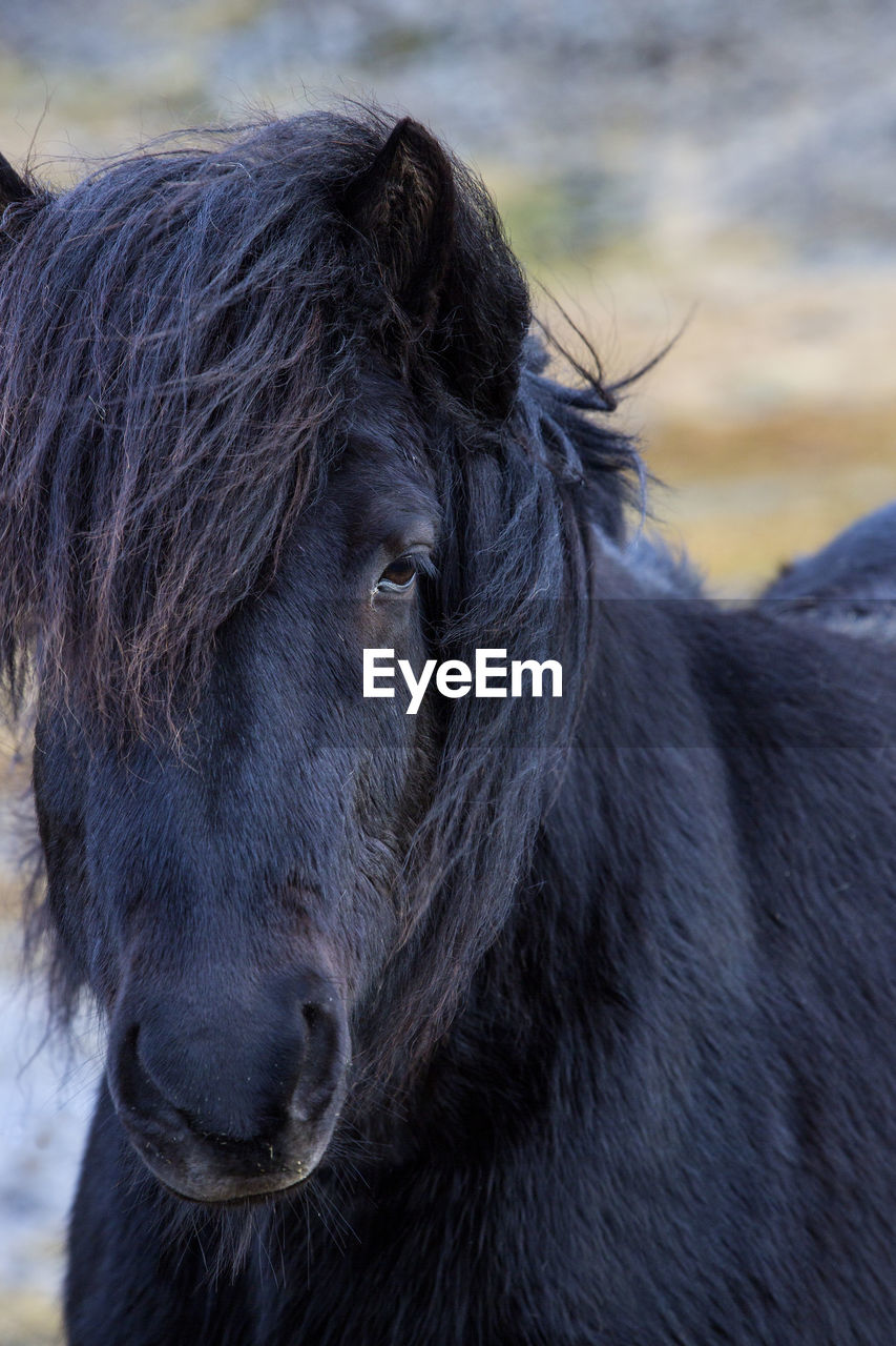 animal themes, animal, mammal, one animal, animal wildlife, horse, mane, domestic animals, close-up, livestock, animal body part, wildlife, pet, no people, animal head, mustang horse, stallion, nature, black, outdoors, animal hair, portrait, day, focus on foreground, muskox, cattle