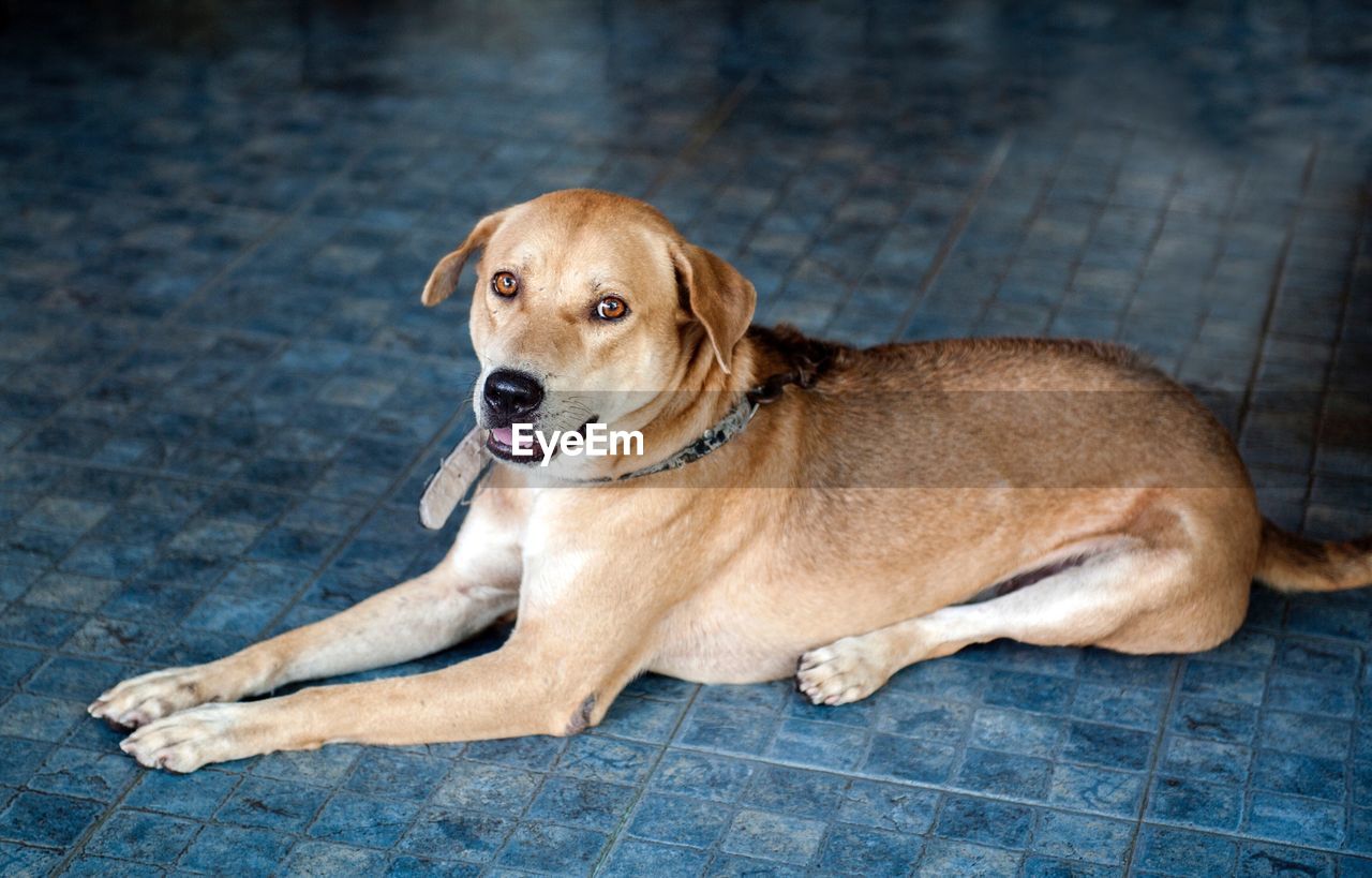 Close-up portrait of dog sitting on floor