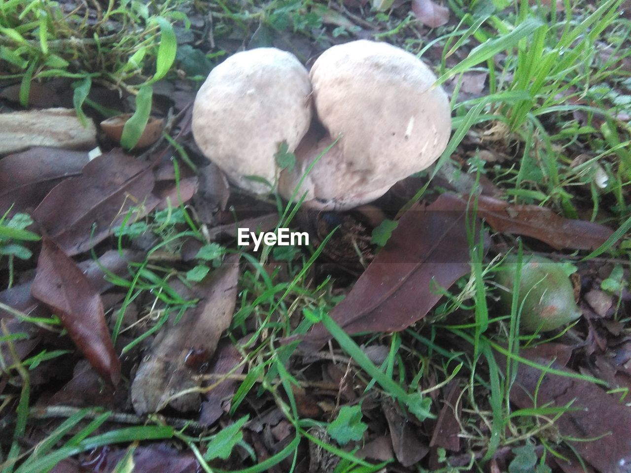 CLOSE-UP OF MUSHROOM ON FIELD