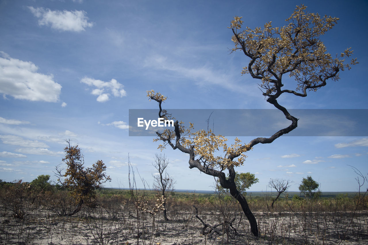 Drought-burnt tree in jalapao national park lands in mateiros, tocantins, brazil.