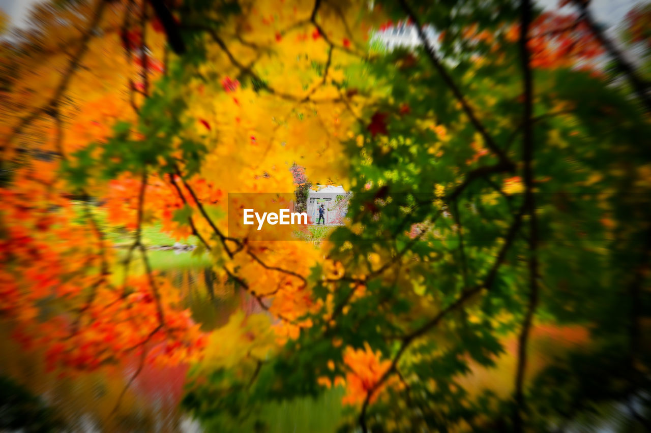 CLOSE-UP OF ORANGE LEAVES AGAINST SKY DURING SUNSET