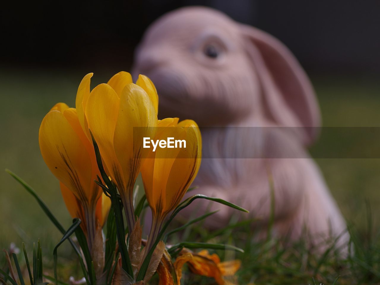 Close-up of yellow crocus flower on field