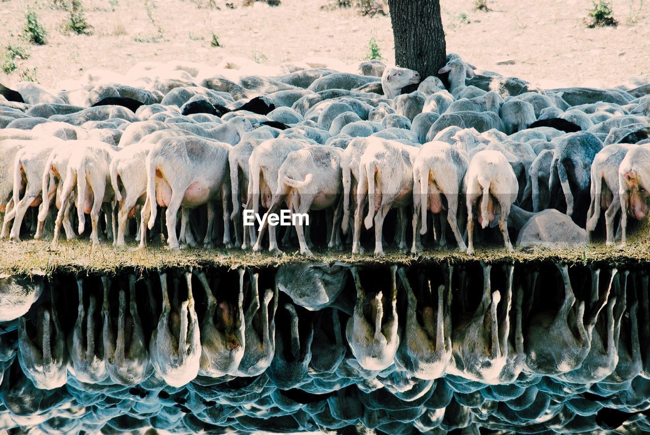 Sheep under the tree with reflection