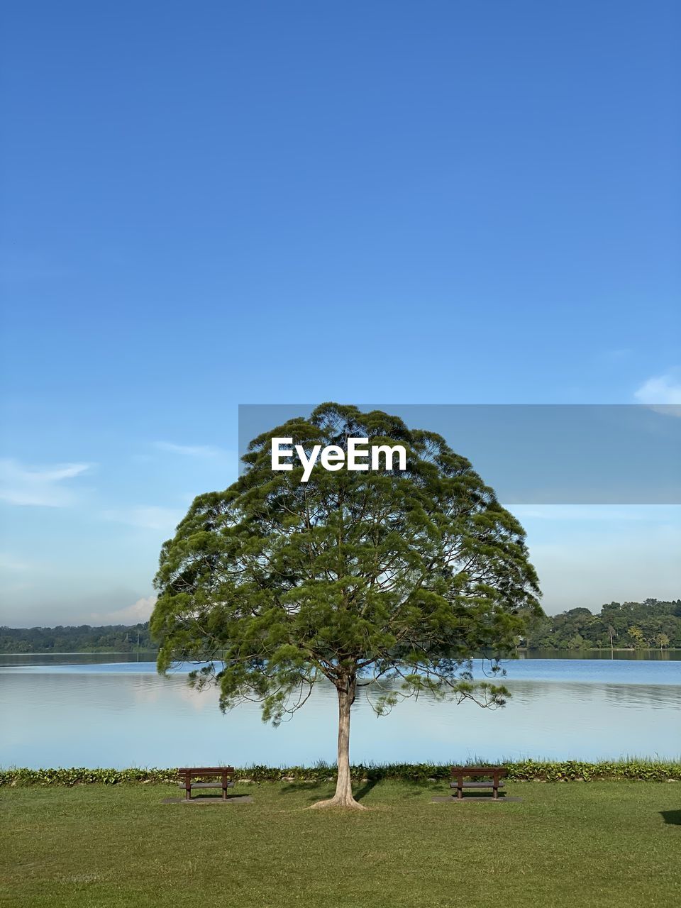 Tree on field by lake against sky