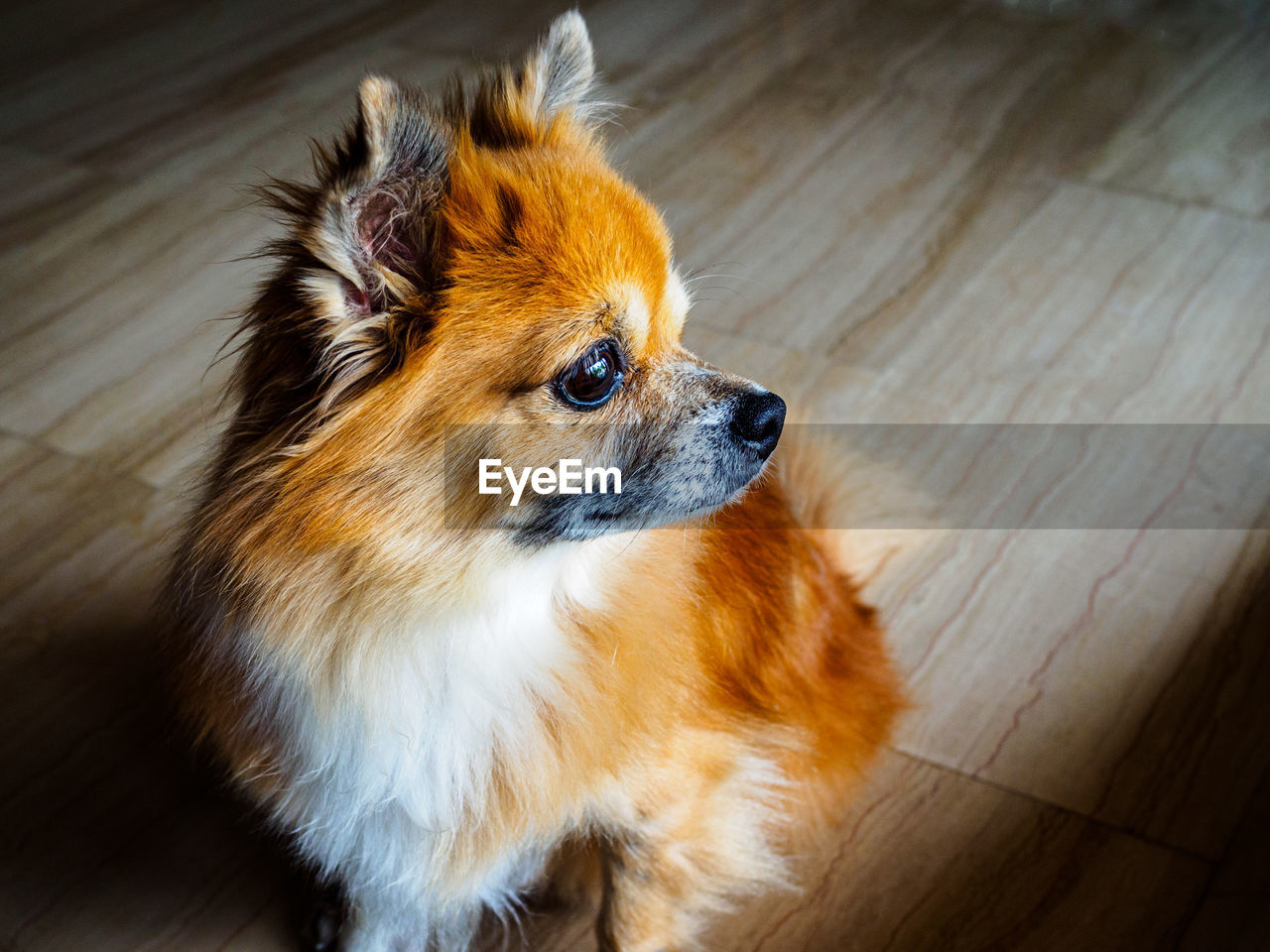 HIGH ANGLE VIEW OF DOG LOOKING AWAY ON HARDWOOD FLOOR