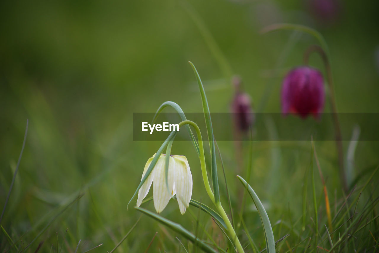 Snake's head fritillary fritillaria meleagris close-up view growing in field