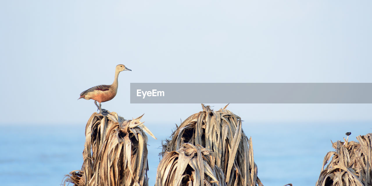 Lesser indian whistling duck a tree nesting wetland water bird sitting on dry leaves.