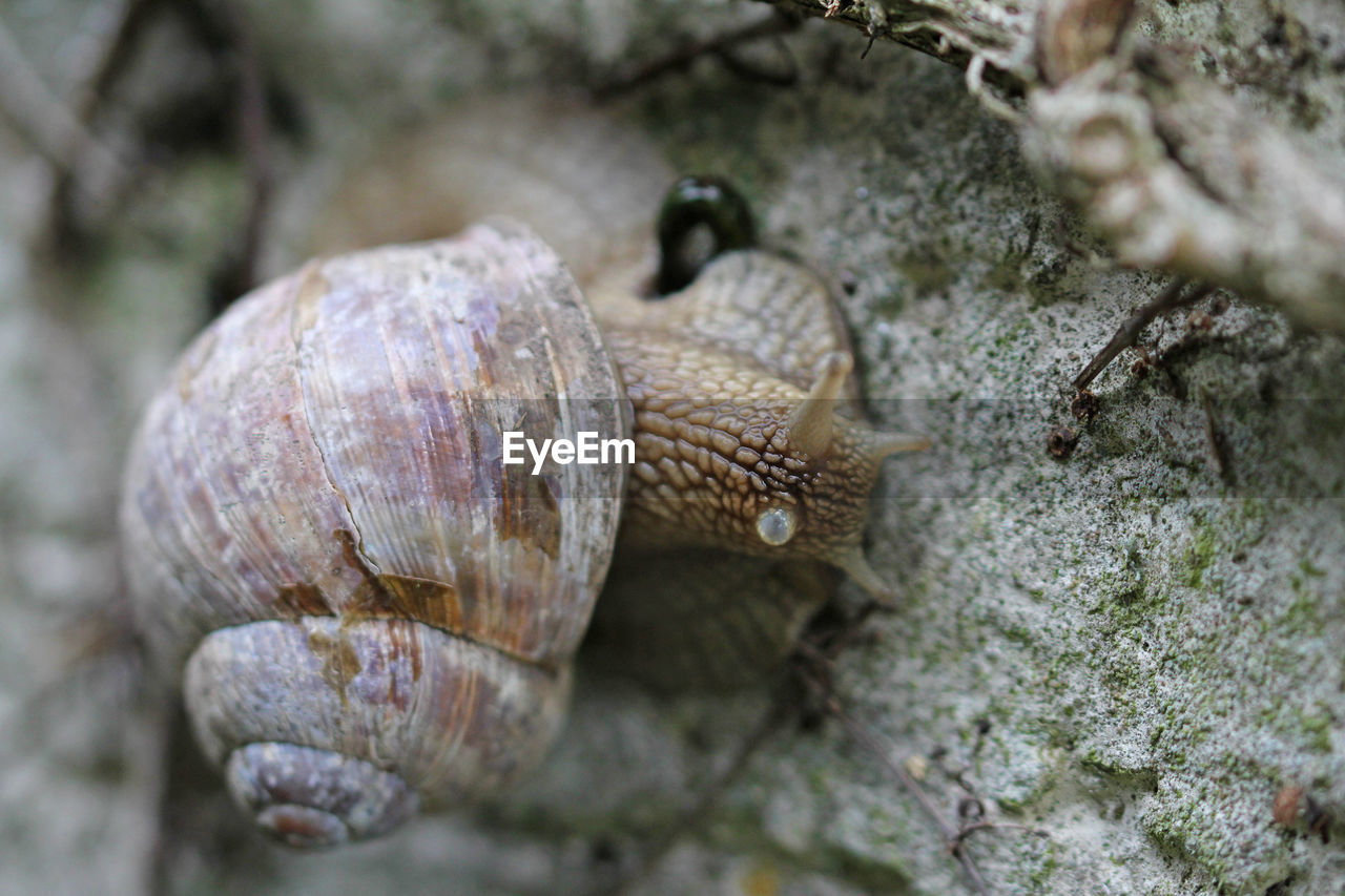 Vineyard snail rasps algae from the wall