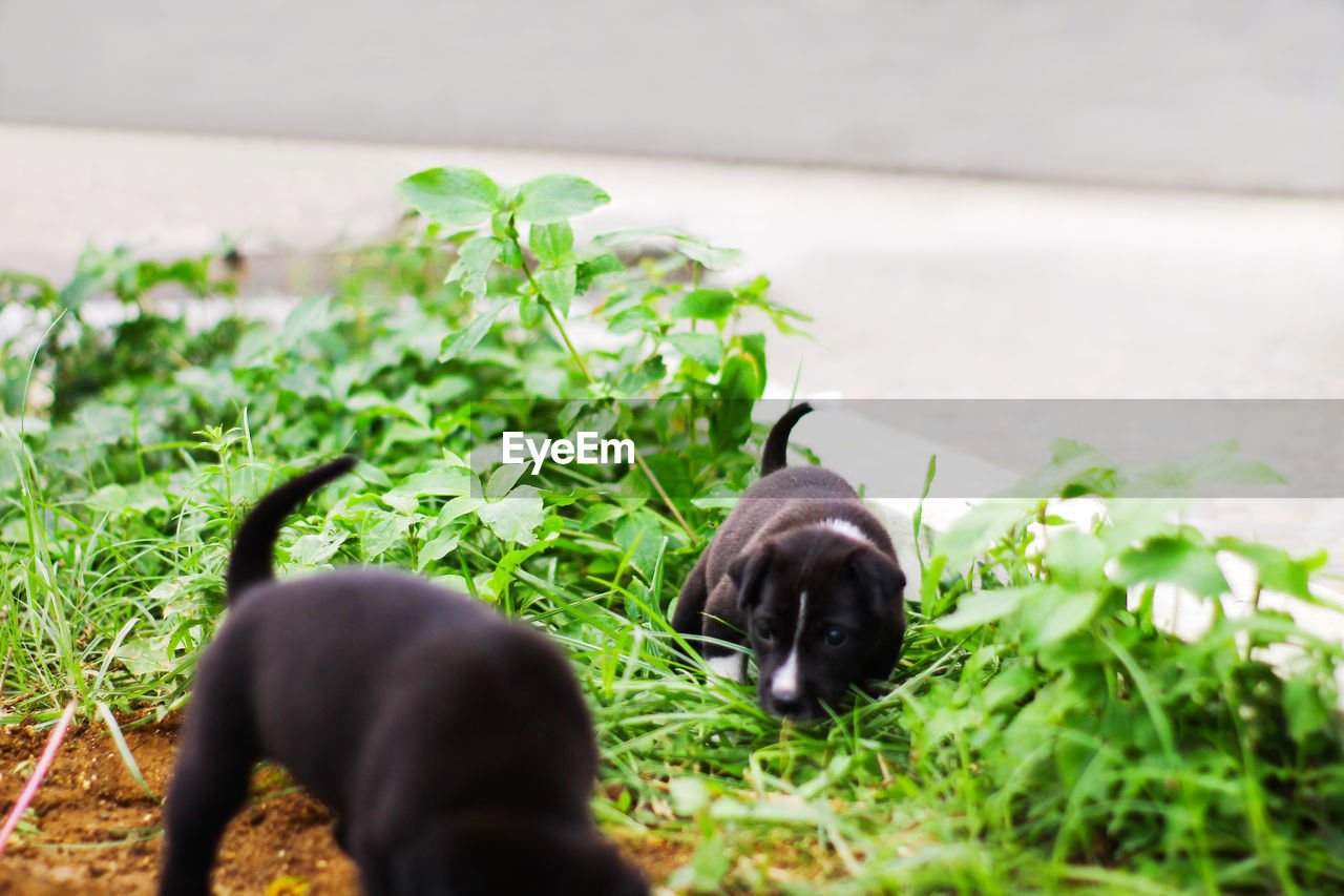 DOG IN A PLANT