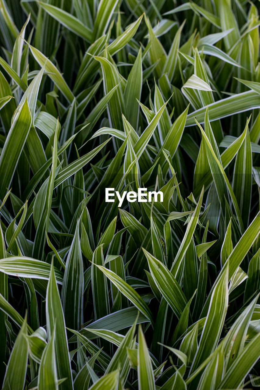 Full frame shot of crops growing on field