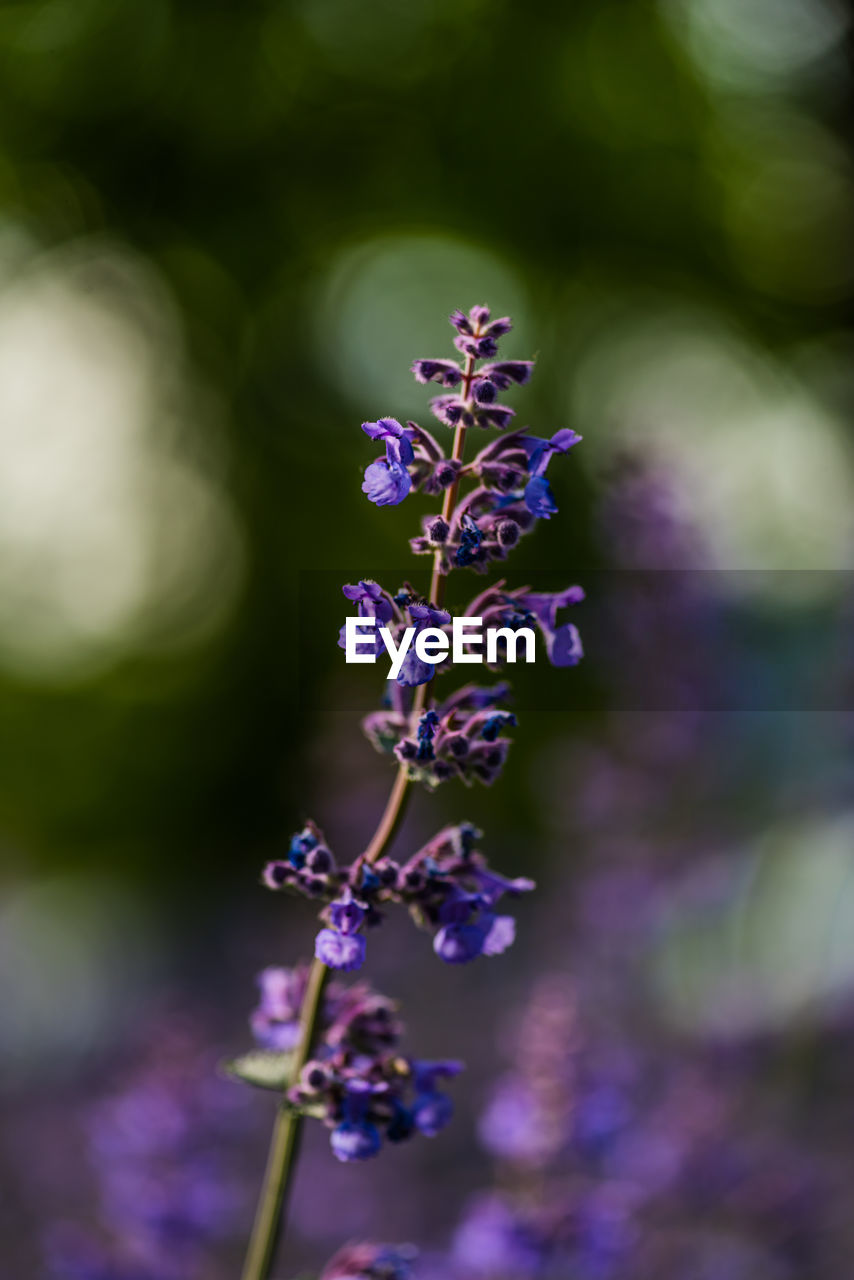 CLOSE-UP OF PURPLE FLOWER