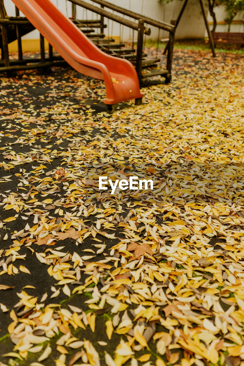 low section of woman standing amidst dry leaves