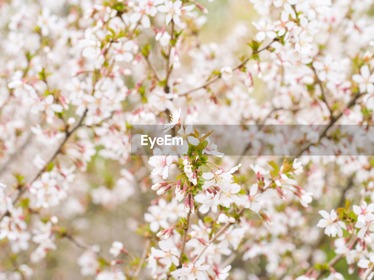 CLOSE-UP OF CHERRY BLOSSOMS