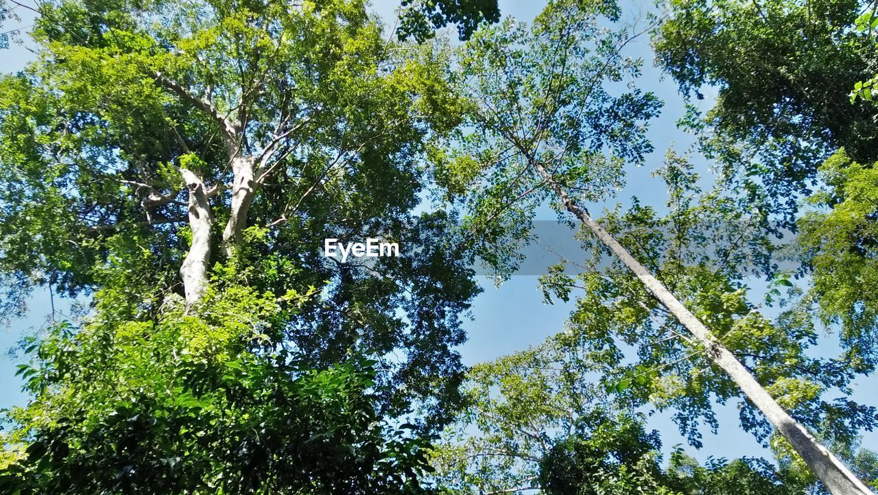 LOW ANGLE VIEW OF TREES IN FOREST