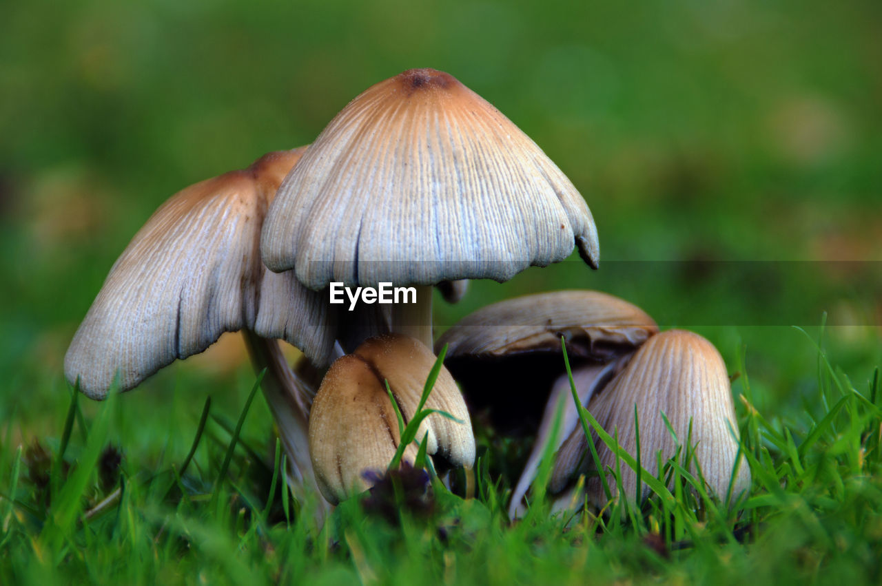 Close-up of mushrooms growing on field