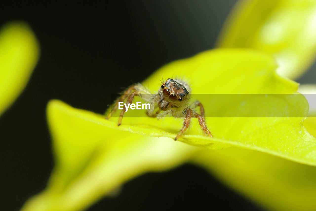 Close-up of spider on leaf