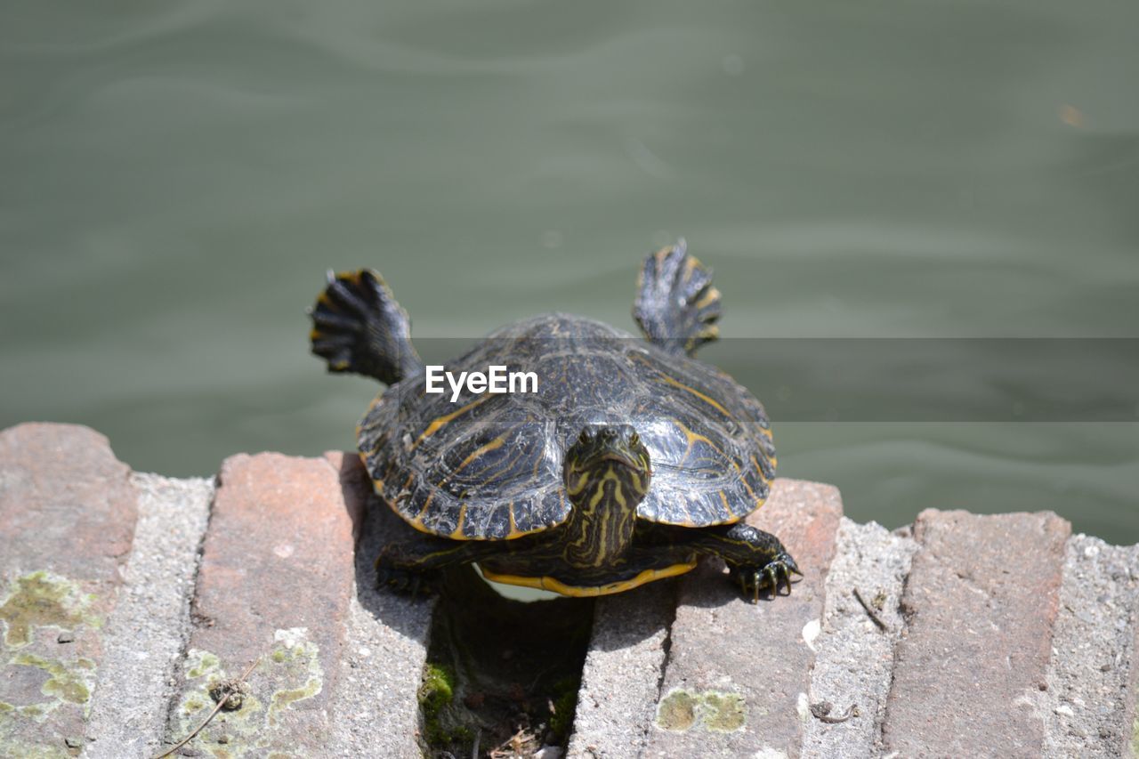 CLOSE-UP OF TURTLE ON ROCK IN LAKE